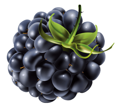 blackberry with leaves png