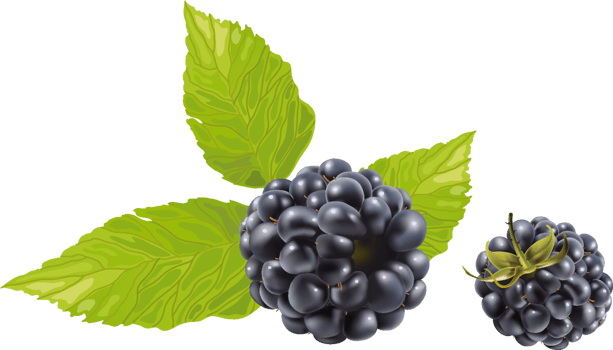 blackberry with leaves png