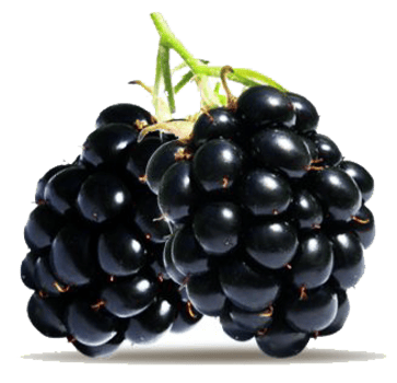 blackberry with leaves png