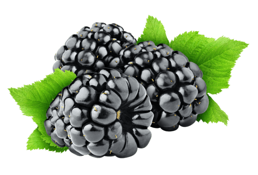blackberry with leaves png