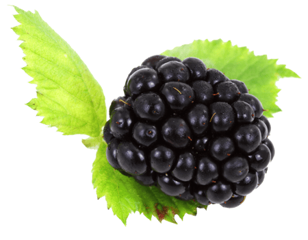 blackberry with leaves png