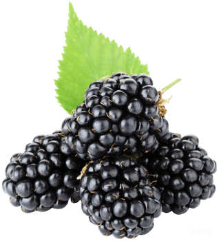 blackberry with leaves png
