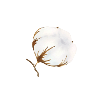 Watercolor cotton flower png
