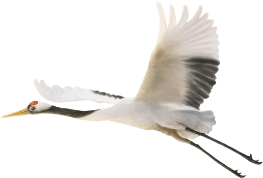 red crowned crane paint png