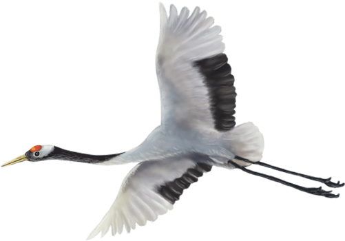 red crowned crane paint png