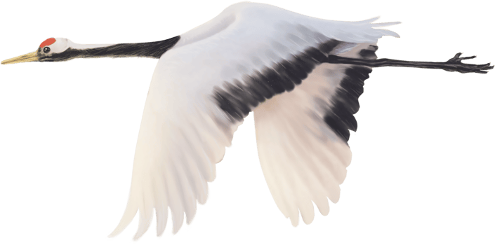 red crowned crane paint png