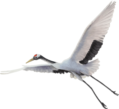red crowned crane paint png