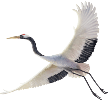 red crowned crane paint png
