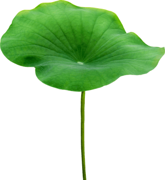 Beautiful green lotus leaf png