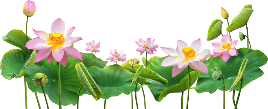 beautiful lotus and leaf in nature png