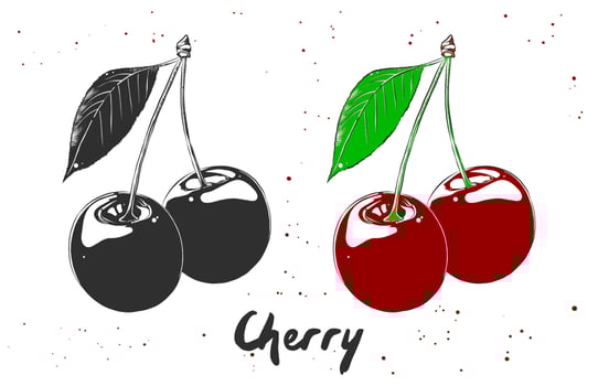 Vector organic engraved style illustration for posters, decoration, label, packaging and print. Hand drawn sketch of cherry in monochrome and colorful. Detailed vegetarian food drawing.
