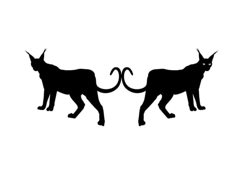 Pair of the Caracal Cat Silhouette for Logo, Pictogram, Website or Graphic Design Element. Vector Illustration