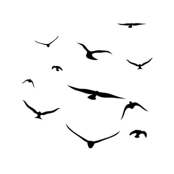Silhouettes of a group of crows flying together. Isolated on a white background. Great for Halloween and horror themed posters. vector