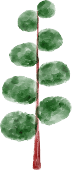 Spruce Tree Watercolor png