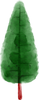Hand Drawn Spruce Tree Watercolor png