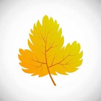 Autumn leaf on a white background vector