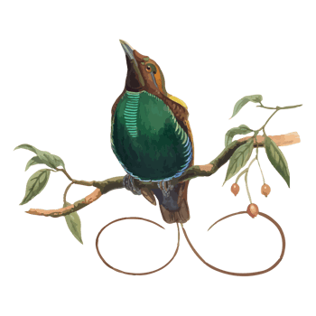 Exotic Bird Illustration png