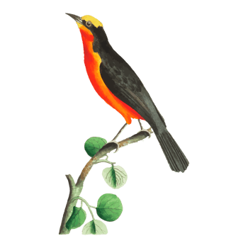 Exotic Bird Illustration png