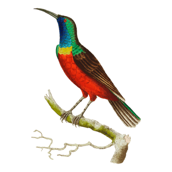 Exotic Bird Illustration png