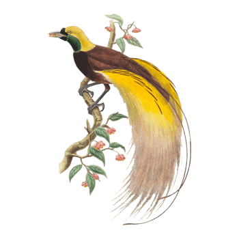 Exotic Bird Illustration png