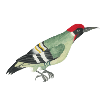 Exotic Bird Illustration png