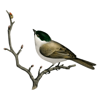 Exotic Bird Illustration png