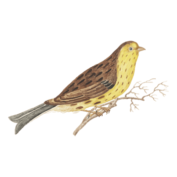 Exotic Bird Illustration png