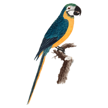 Exotic Bird Illustration png