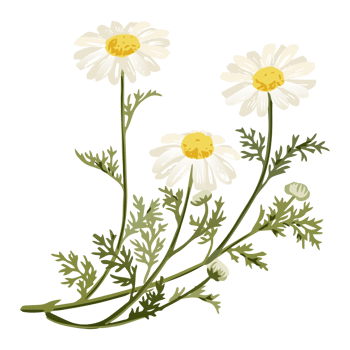 Botanical Flower Illustration png