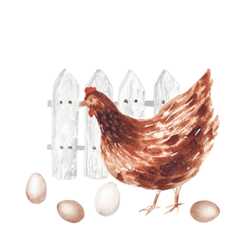 Watercolor hen with eggs png