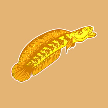 Channa snakehead fish vector mascot logo illustration