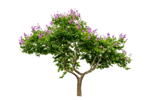 Isolated  trees png