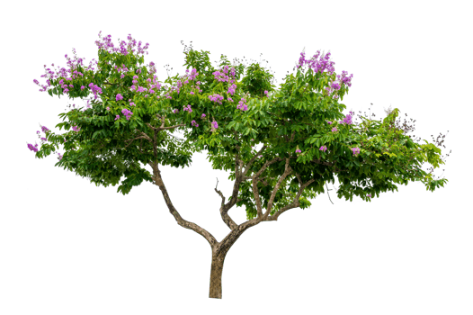 Isolated  trees png