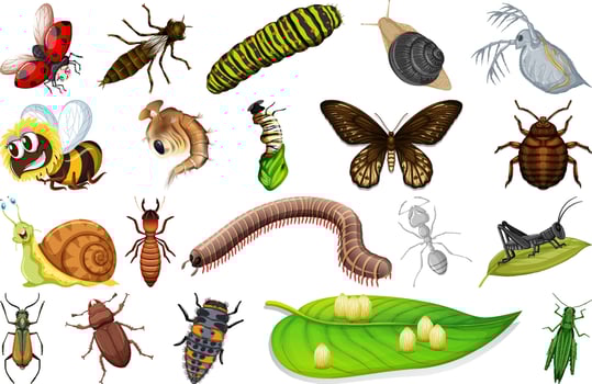 Different kinds of insects collection vector