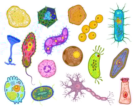 Amoeba, protozoa and unicellular protist cells vector