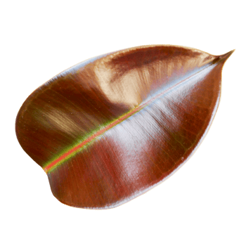 Fresh big red leaves png