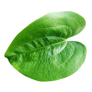Fresh big green leaves png