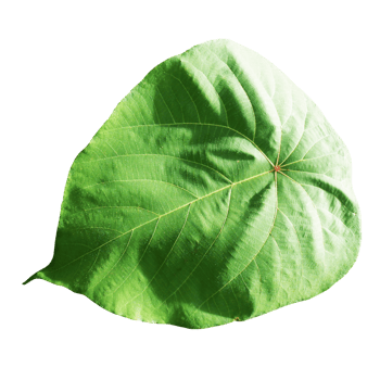 Fresh big green leaves png