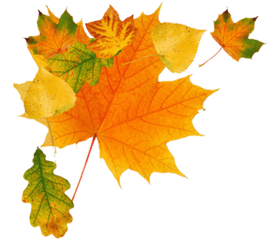 autumn leaves cutout png