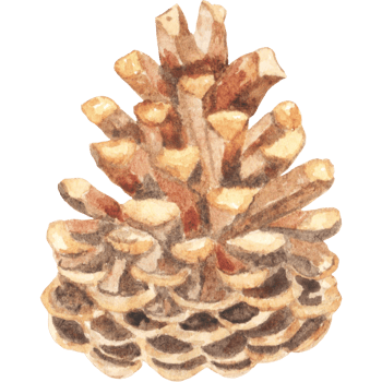 Watercolor pine cone png