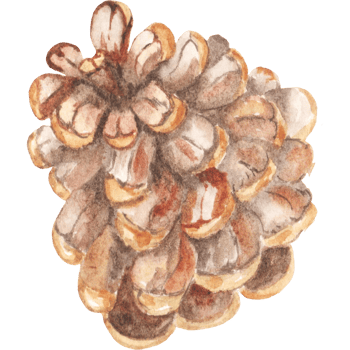 Watercolor pine cone png