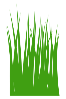illustration of green grass png