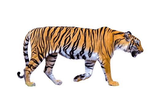 tiger  Isolate full body png