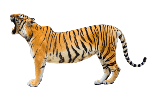 tiger  Isolate full body png