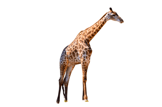 Large giraffe  Isolate png