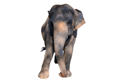 Large brown elephant  Isolate png
