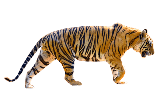 tiger  Isolate full body png