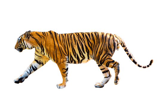 tiger  Isolate full body png