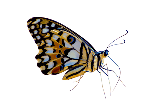 Collection Butterfly spots  Isolate png