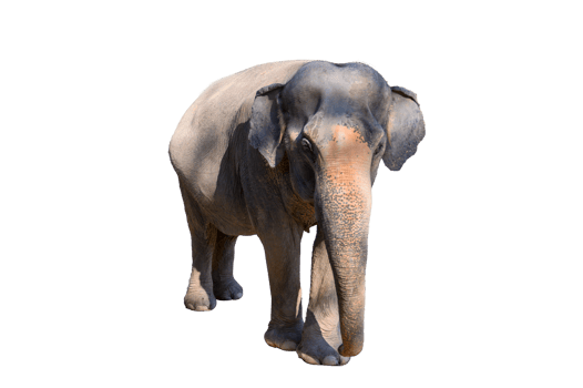 Large brown elephant  Isolate png